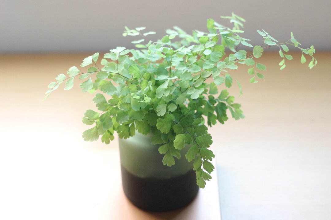 水培植栽 l 铁线蕨_室内植物 办公室盆栽 店内摆件 送礼 - 植栽/盆栽 - 玻璃 