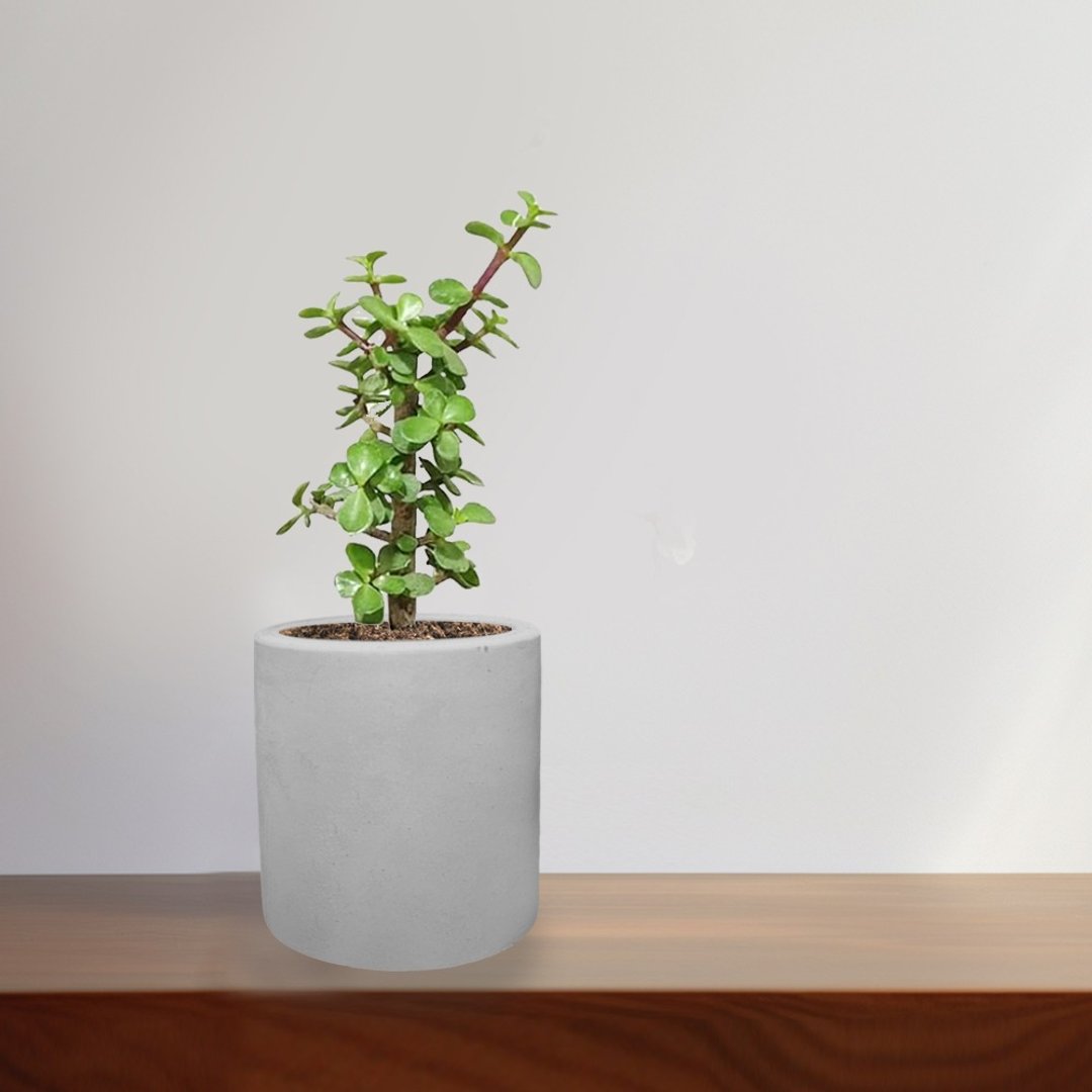 银杏木 水泥盆栽 植物 - 植栽/盆栽 - 水泥 灰色