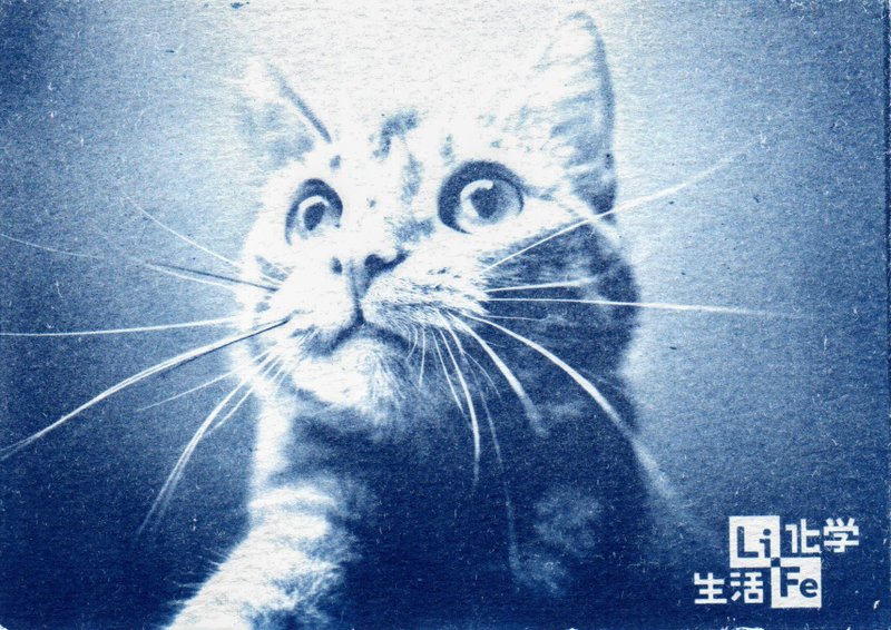 晒印专属蓝晒图-蓝晒手作组(猫咪款)科学 DIY 手作 送礼 - 其他 - 其他材质 蓝色