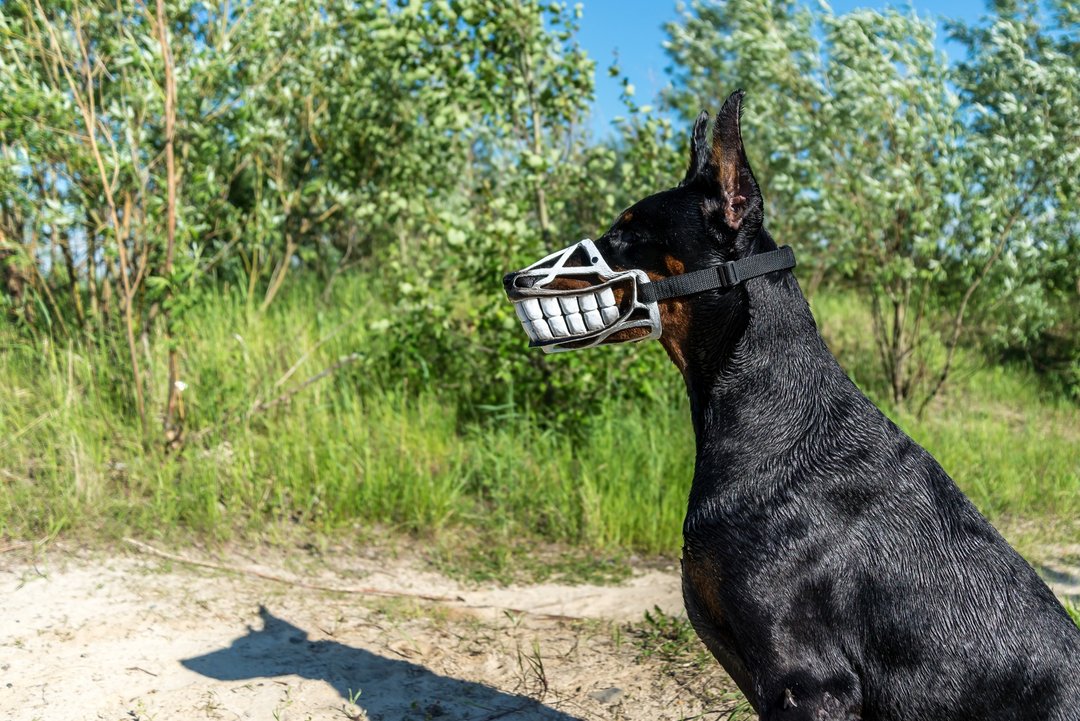 White Smile Funny dog muzzle Hand painted Doberman muzzle Halloween Costume Mask - 其他 - 塑料 白色