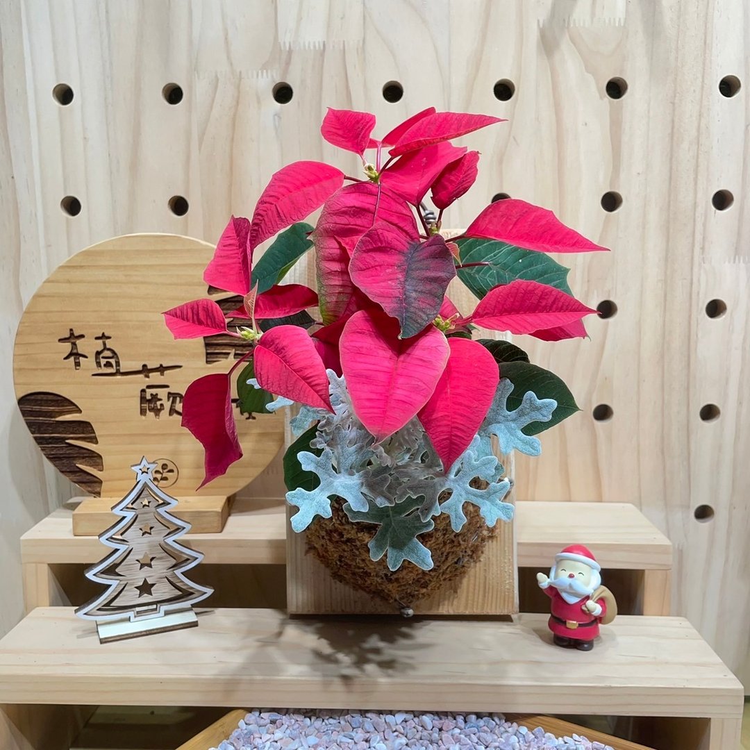 植蕨所在  圣诞红组合上板 阳台装饰 墙面摆设 水苔植物 圣诞 - 植栽/盆栽 - 植物．花 