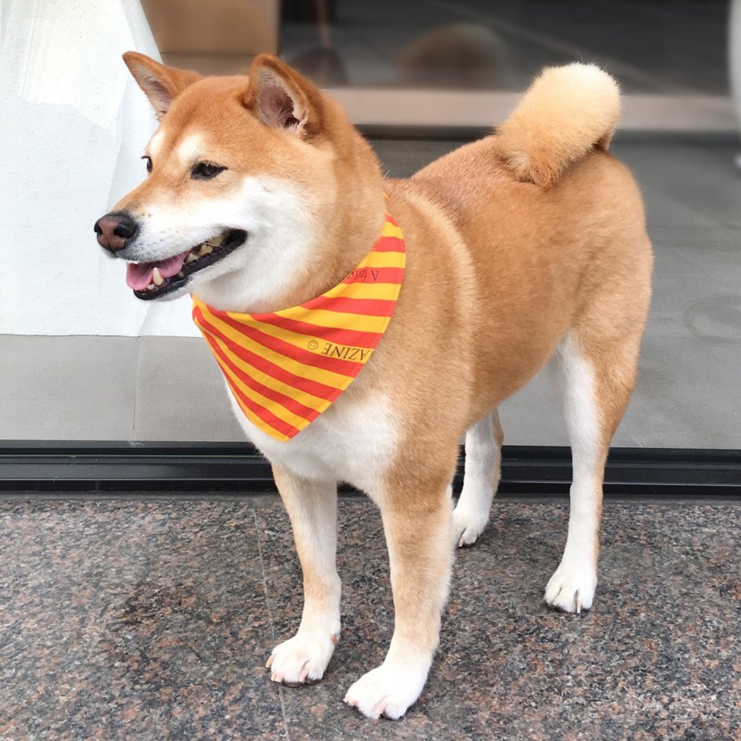 狗狗专属名领巾-定制化(中型犬)- 黄条纹 - 项圈/牵绳 - 棉 黄色