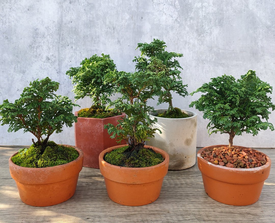 小品盆栽-青桧 - 植栽/盆栽 - 植物．花 