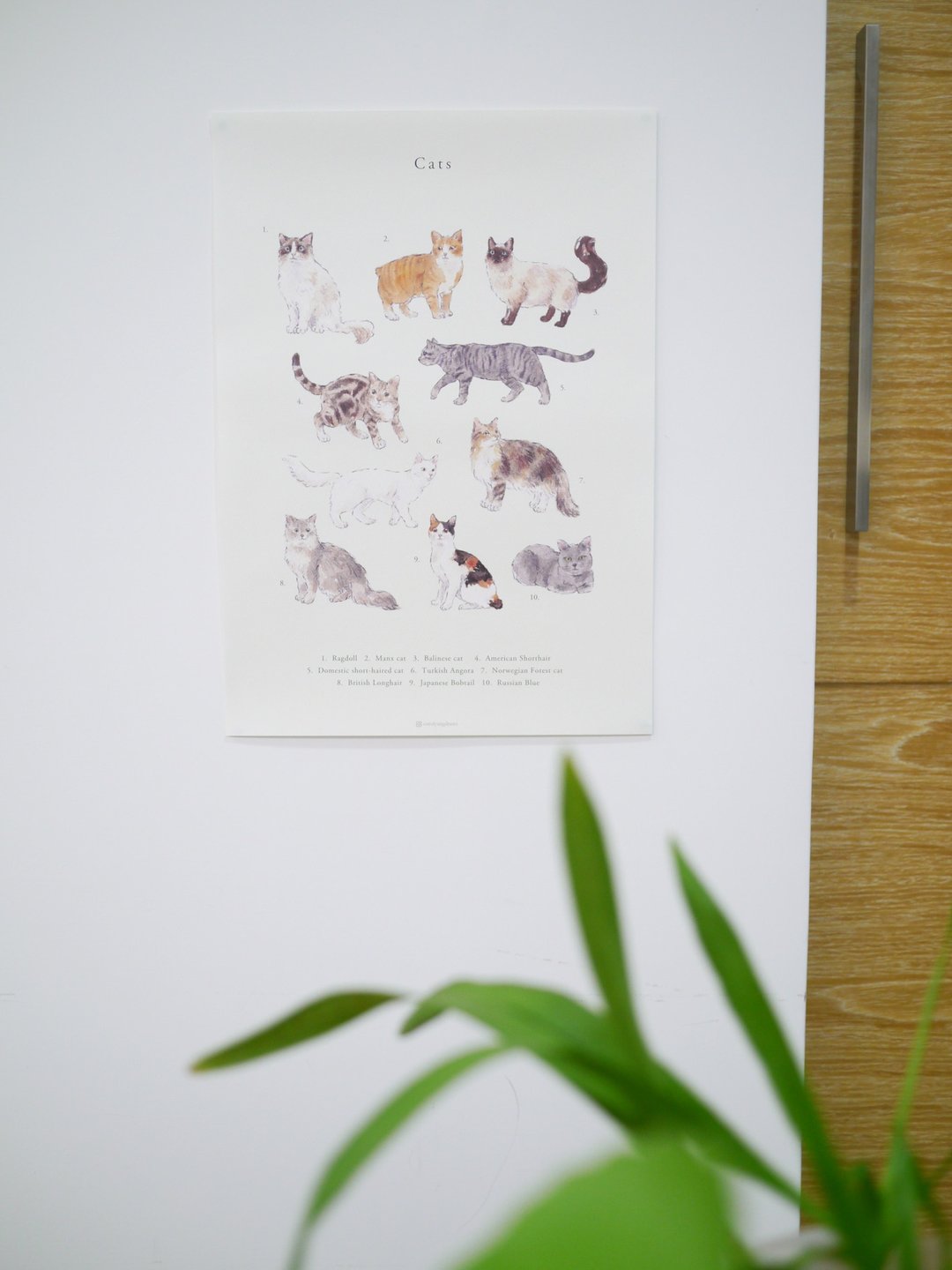 猫咪 动物 海报 - 海报/装饰画/版画 - 纸 