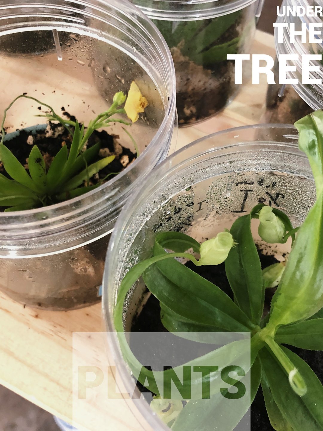 组织培养果冻植物出瓶 - 基础土培教学食虫、多肉、兰花 - 植栽 - 植物．花 