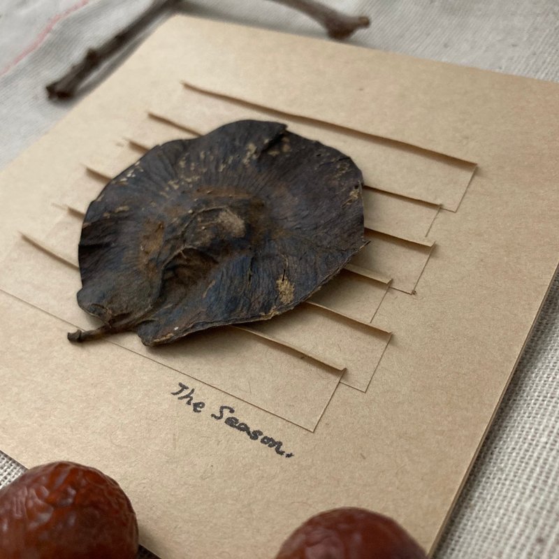 -现货- 自然元素/种子手工卡片/创意卡片/万用卡/收藏(印度紫檀) - 卡片/明信片 - 纸 卡其色