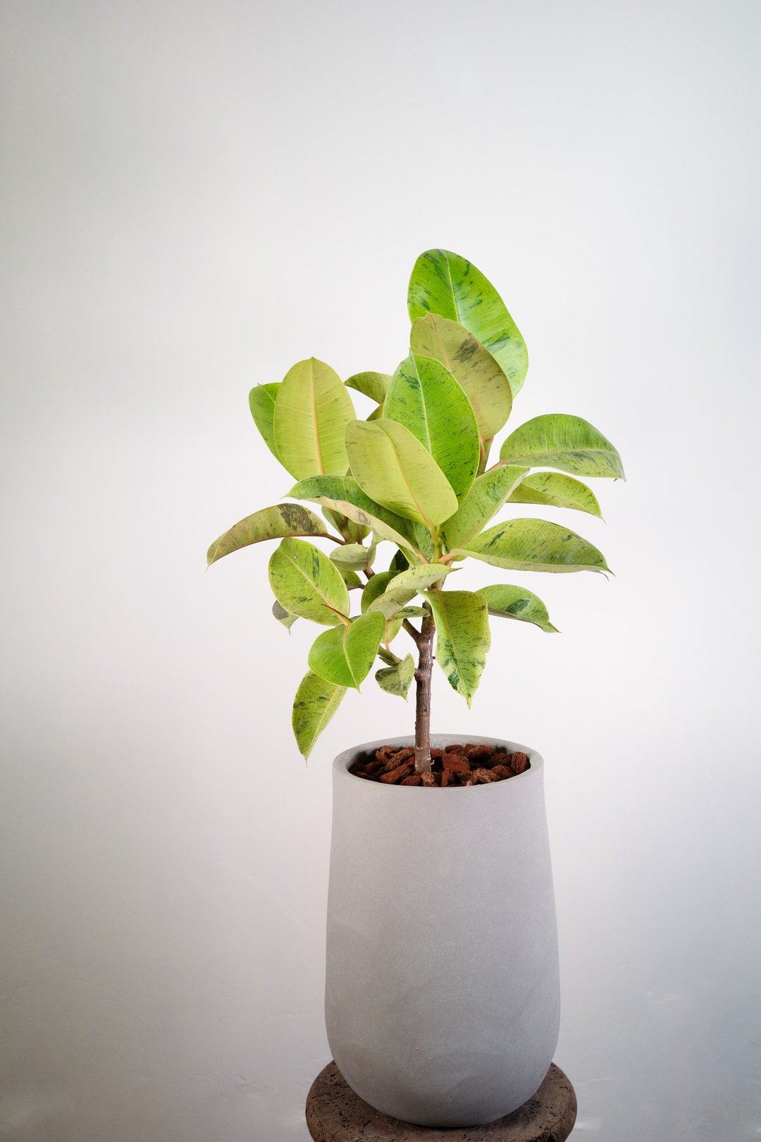 柠檬橡胶树│有植 Yuzhi - 植栽/盆栽 - 植物．花 