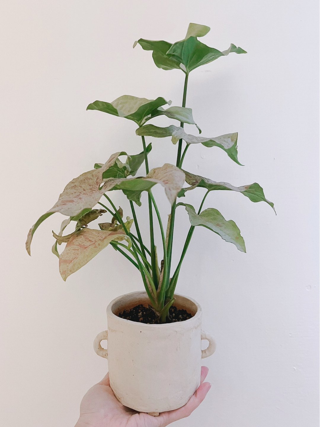 /牛奶纸屑合果芋/ 小土块手作盆栽 - 植栽/盆栽 - 植物．花 白色