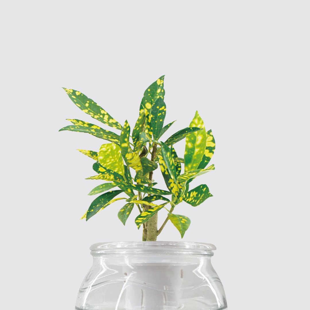 │ 玻璃系列 │ 洒金变叶木 - 招财 水耕盆栽 鱼水共生 室内植物 - 植栽/盆栽 - 植物．花 