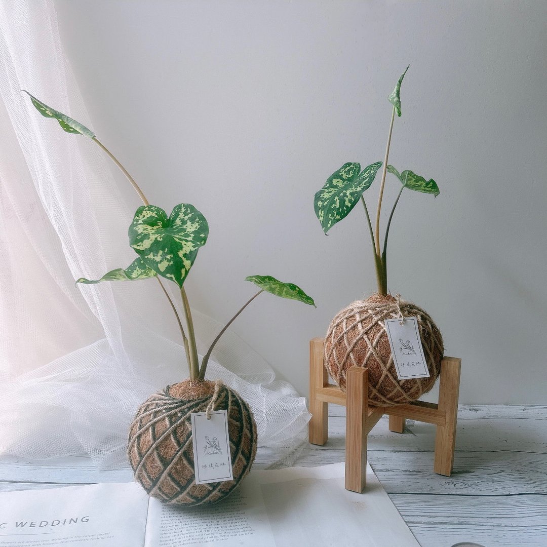 苔球 迷彩芋 室内植栽 - 植栽/盆栽 - 植物．花 