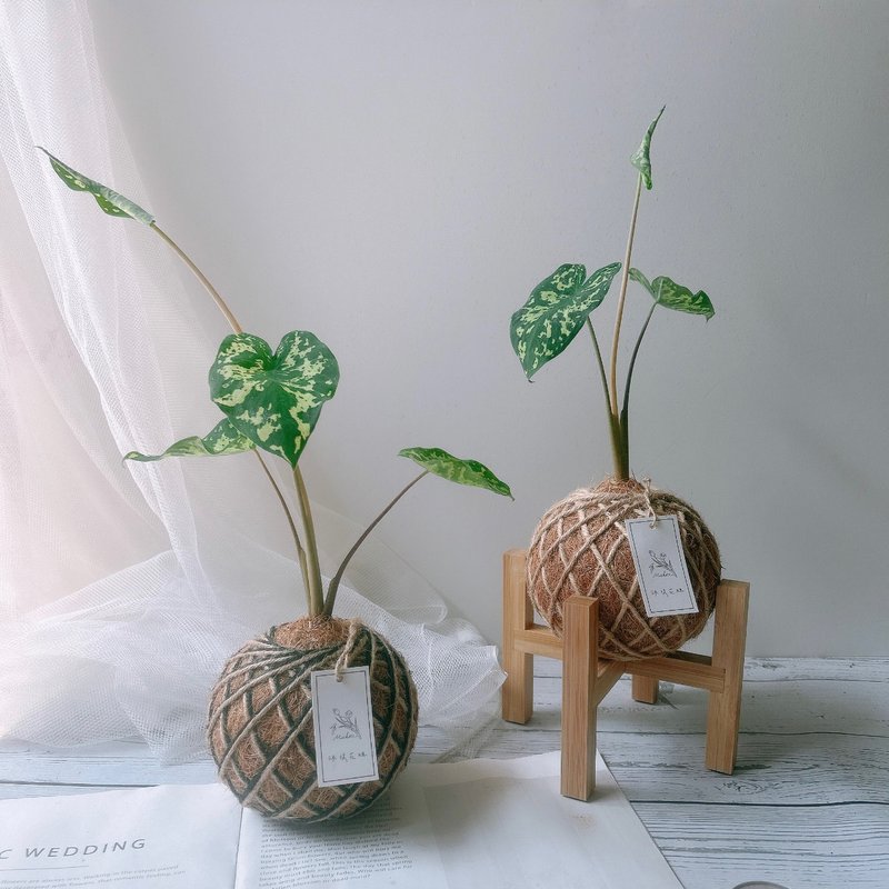 苔球 迷彩芋 室内植栽 - 植栽/盆栽 - 植物．花 
