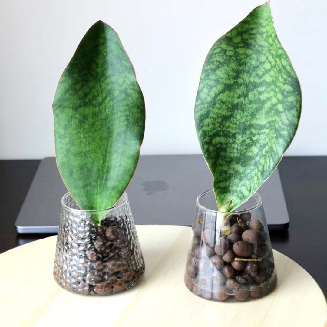 水培植栽│ 宝扇虎尾兰_小人退散 吉祥植栽 室内植物 办公室盆栽 - 植栽/盆栽 - 玻璃 