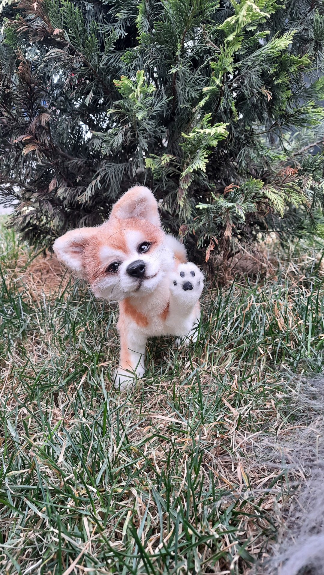 小狗秋田犬毛绒玩偶 - 玩偶/公仔 - 其他材质 橘色