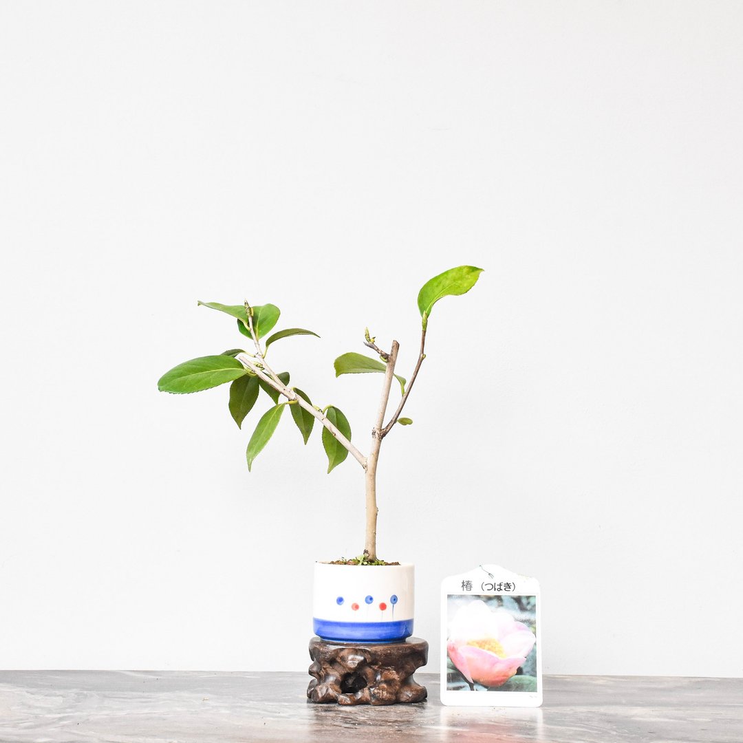 椿 Tsubaki | 盆景星球 Bonsai Planet - 植栽/盆栽 - 植物．花 