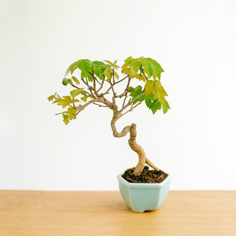 小品盆栽・日本宫样枫・ミヤサマカエデ - 植栽/盆栽 - 植物．花 