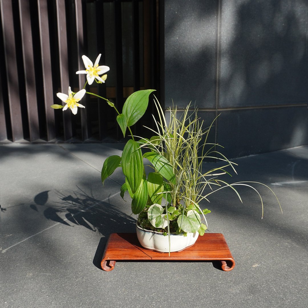 日本杜鹃草∣浮云锦 粉红橐吾∣合植山野草 开花中 - 植栽/盆栽 - 陶 