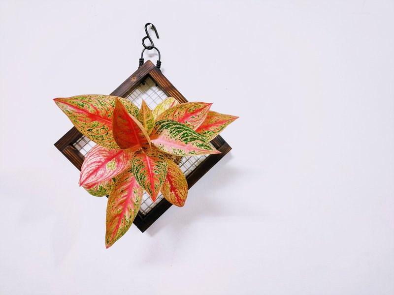 彩凤粗肋草苔球│板植│室内植物│窗边植物│观叶植物 - 植栽/盆栽 - 植物．花 多色