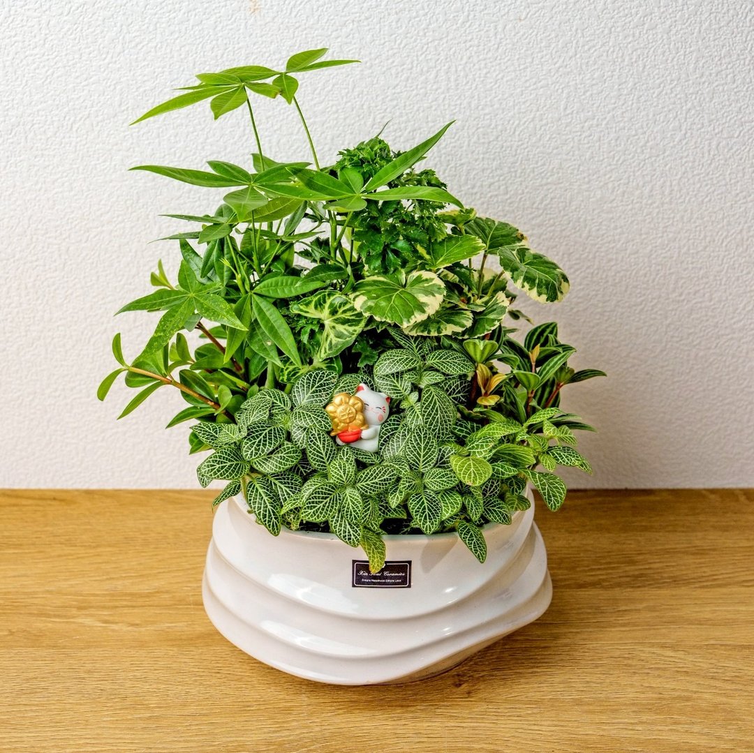绿意盎然观叶组合盆栽 小波浪圆陶盆白色 开幕花盆 观叶植物 礼物 - 植栽/盆栽 - 植物．花 绿色