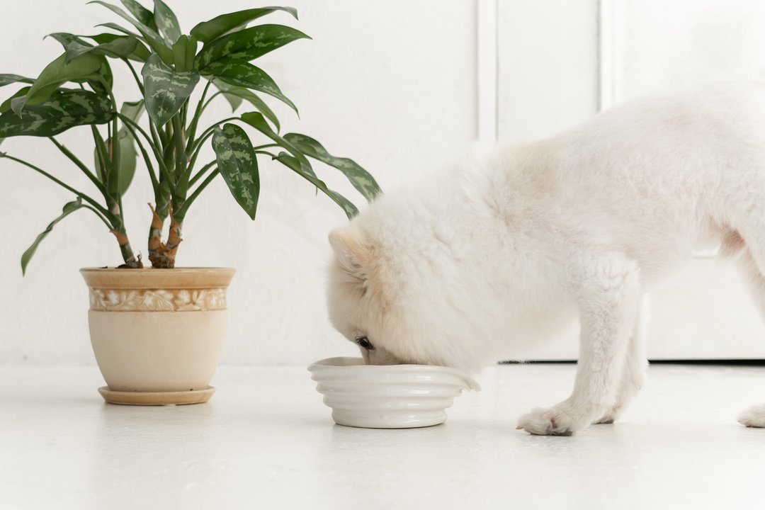 Wave pet bowl, Cat bowl,Dog bowl,Puppies bowl,Food bowl - 碗/碗架 - 陶 白色