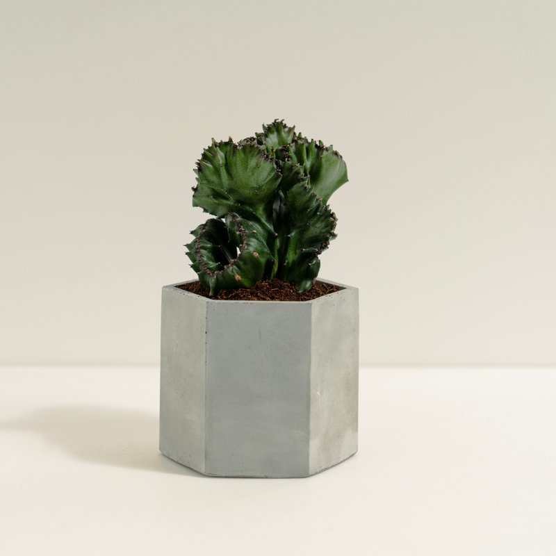 春峰│泥作系列│福所栽 - 植栽/盆栽 - 水泥 绿色