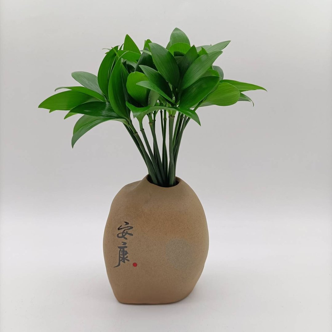 室内植物招财树 室内植物竹柏 水生植物纯水种植 风化黄连木垫 - 植栽/盆栽 - 木头 卡其色