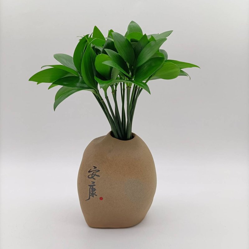 室内植物招财树 室内植物竹柏 水生植物纯水种植 风化黄连木垫 - 植栽/盆栽 - 木头 卡其色