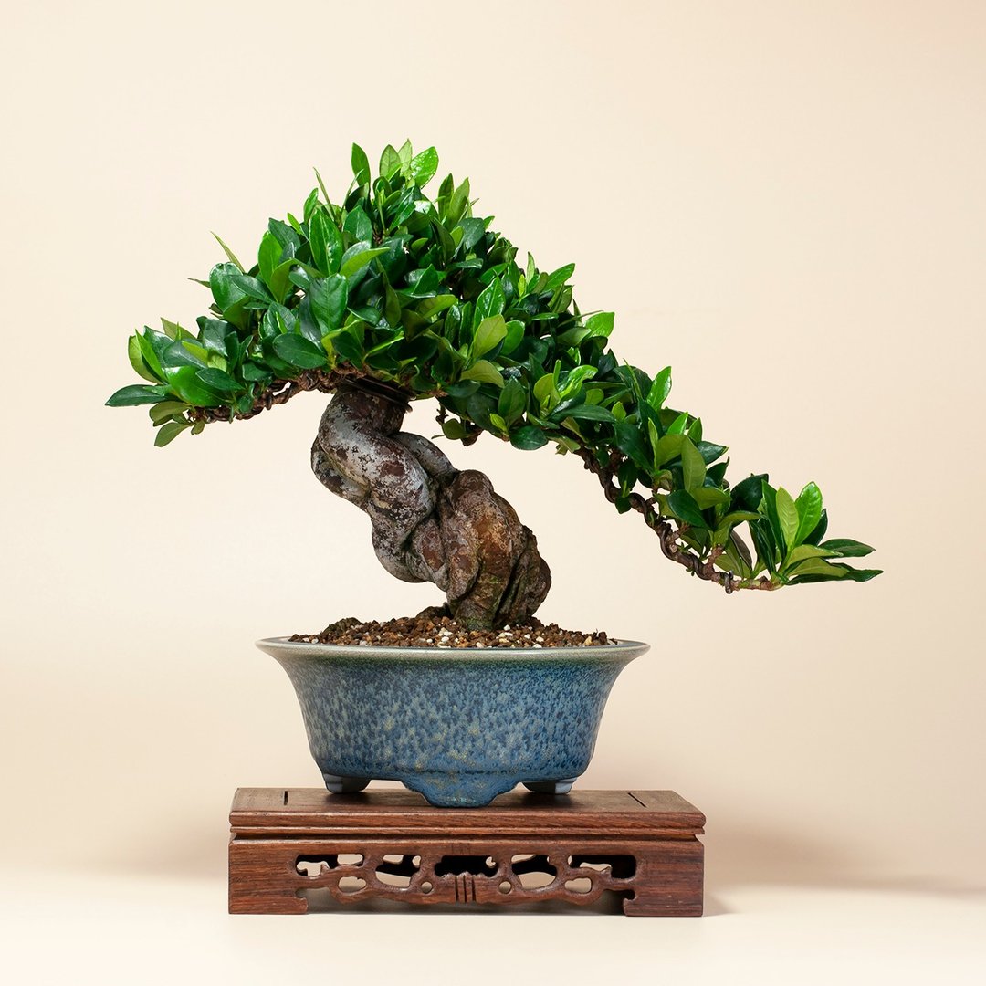 【日本植物】栀子花 小品盆栽 推荐盆景 - 植栽/盆栽 - 植物．花 