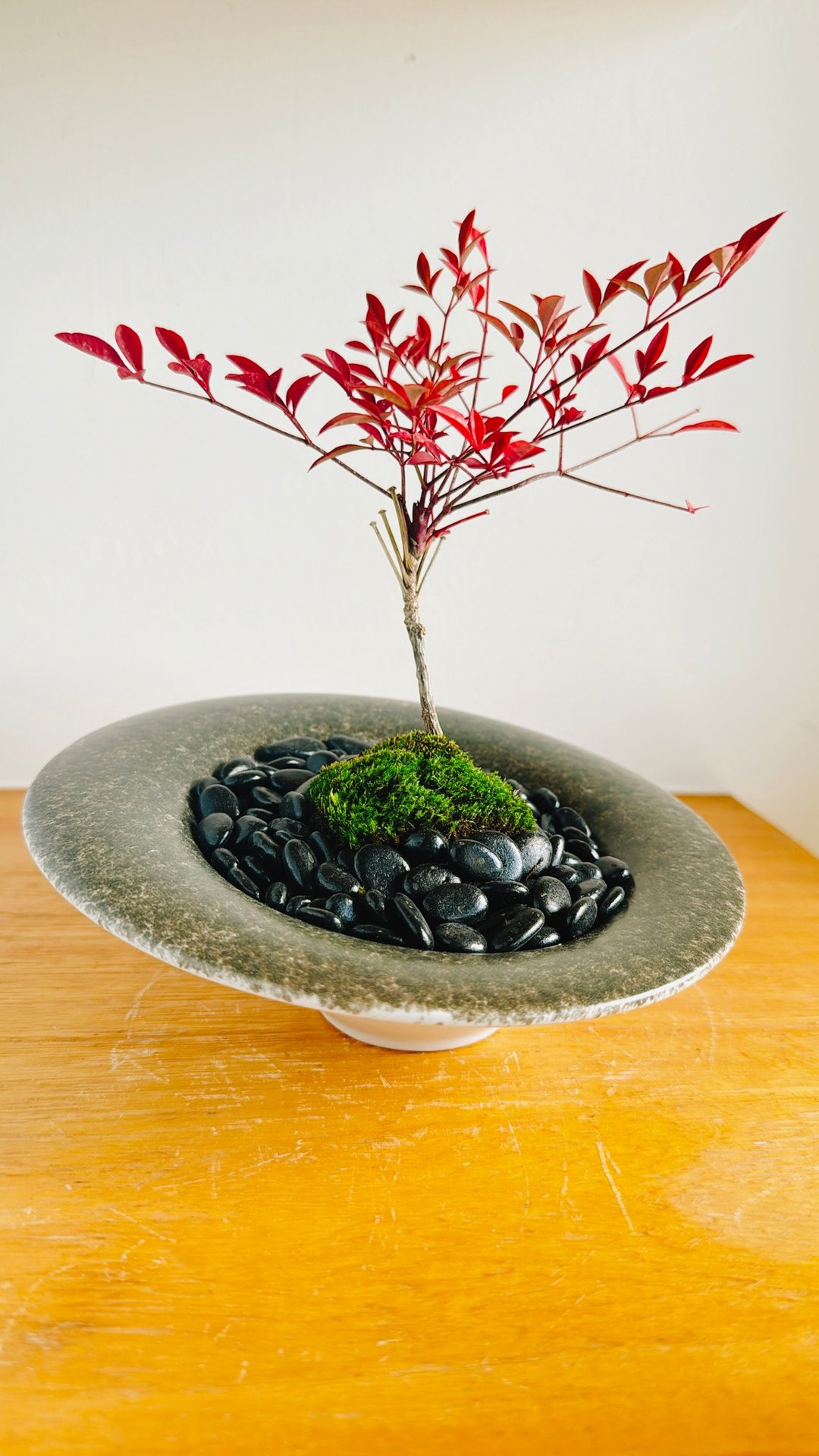 纯自然 日式盆栽 黑斜圆瓷器 禅 枯山水 南天竹 红叶 送礼 Zen - 植栽/盆栽 - 植物．花 红色