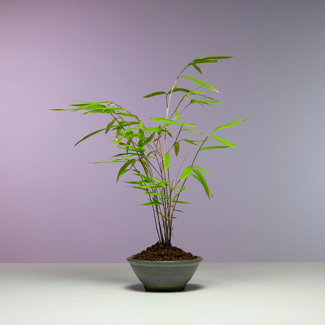 小品盆景/内门竹 - 植栽/盆栽 - 植物．花 