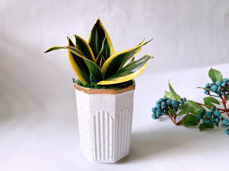 桌上型盆栽-虎尾兰 - 植栽/盆栽 - 陶 