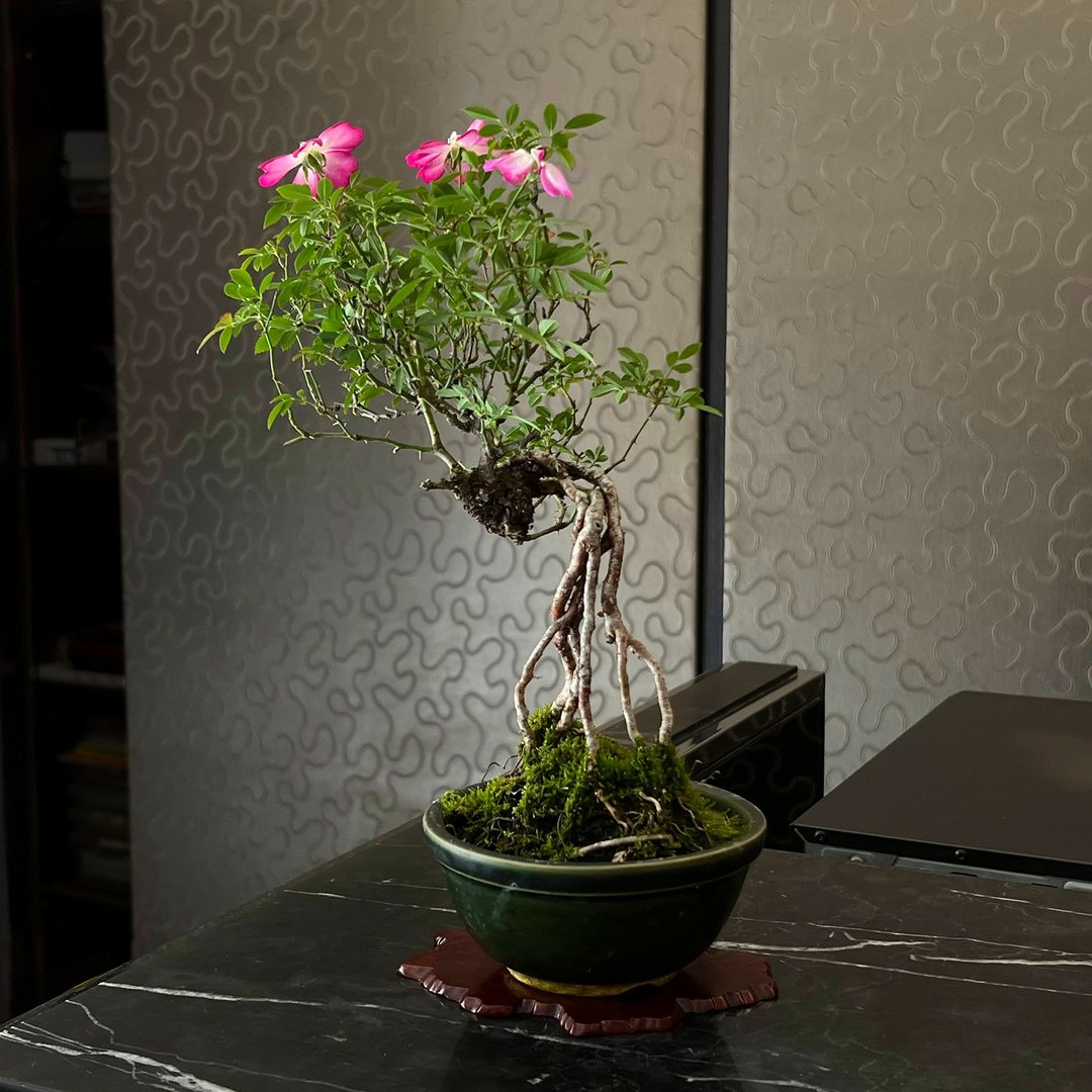 日本屋久岛姬蔷薇∣小品露根盆景 开花中 - 植栽/盆栽 - 陶 