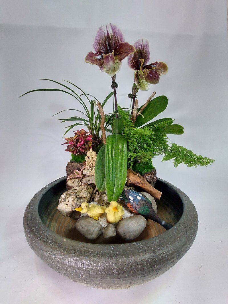 **复合式兰花组合造盆景**   可以简单DIY的兰花组景 - 植栽/盆栽 - 陶 