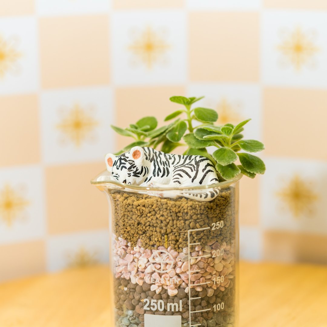 祝福系烧杯-幸福 - 植栽/盆栽 - 植物．花 橘色