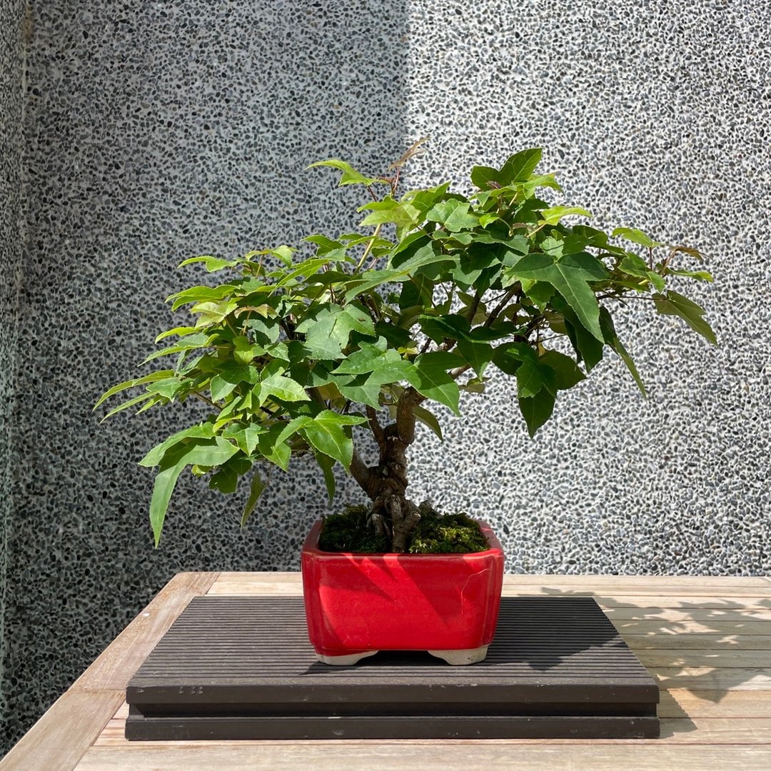 小品盆栽-香枫 盆景 送礼 - 植栽/盆栽 - 植物．花 