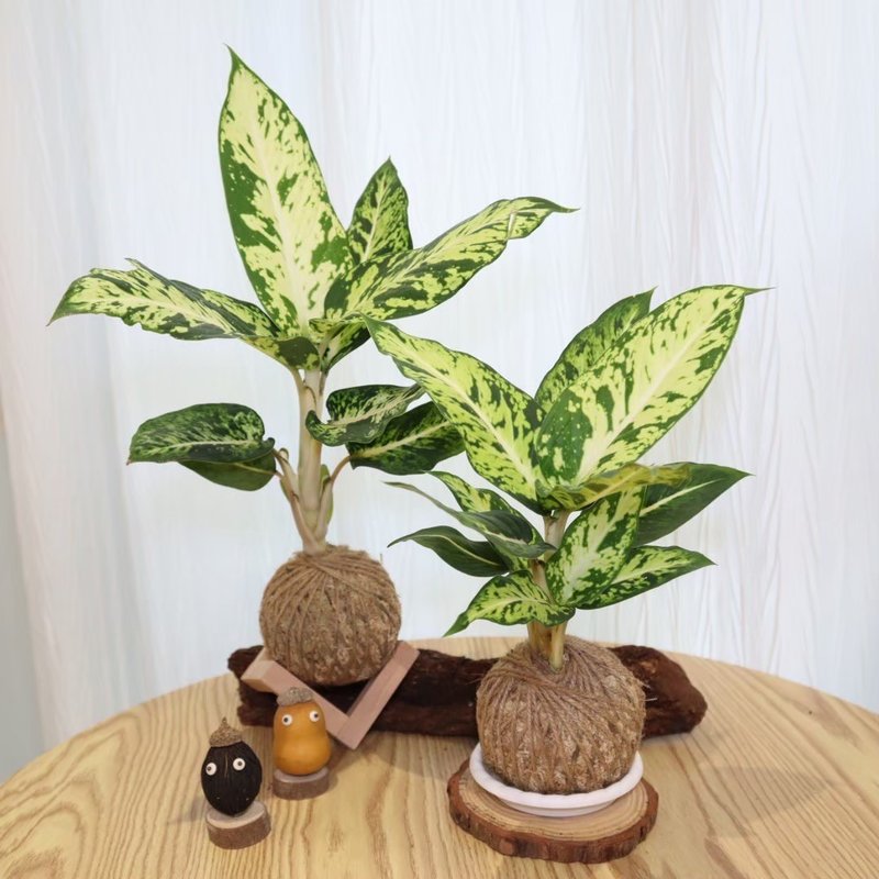 |粗肋草苔球| 赠送塑胶底座 / 植男人绅 手作苔球 - 植栽/盆栽 - 植物．花 绿色