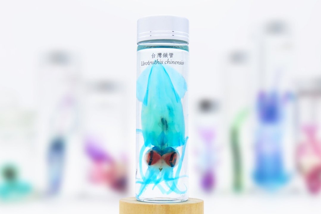 透明生物标本 - 台湾锁管 Uroteuthis chinensis (大) - 摆饰 - 玻璃 