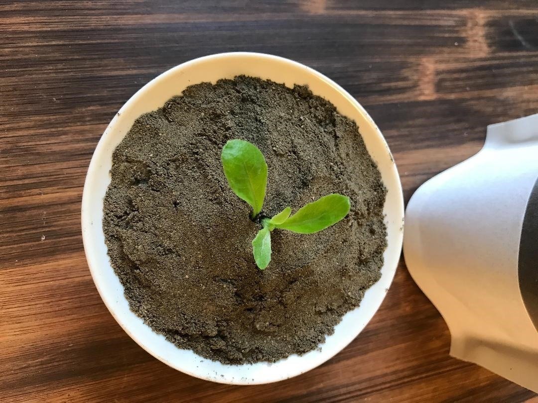 本草堂 催芽黑芝蔴粉200g 生酮饮食 生酮面包 - 其他 - 纸 卡其色