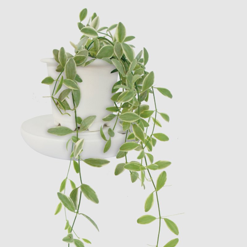 │ 窑瓷系列 │斑叶串钱藤 - 垂挂植物 水耕盆栽 陶瓷盆器 - 植栽/盆栽 - 植物．花 