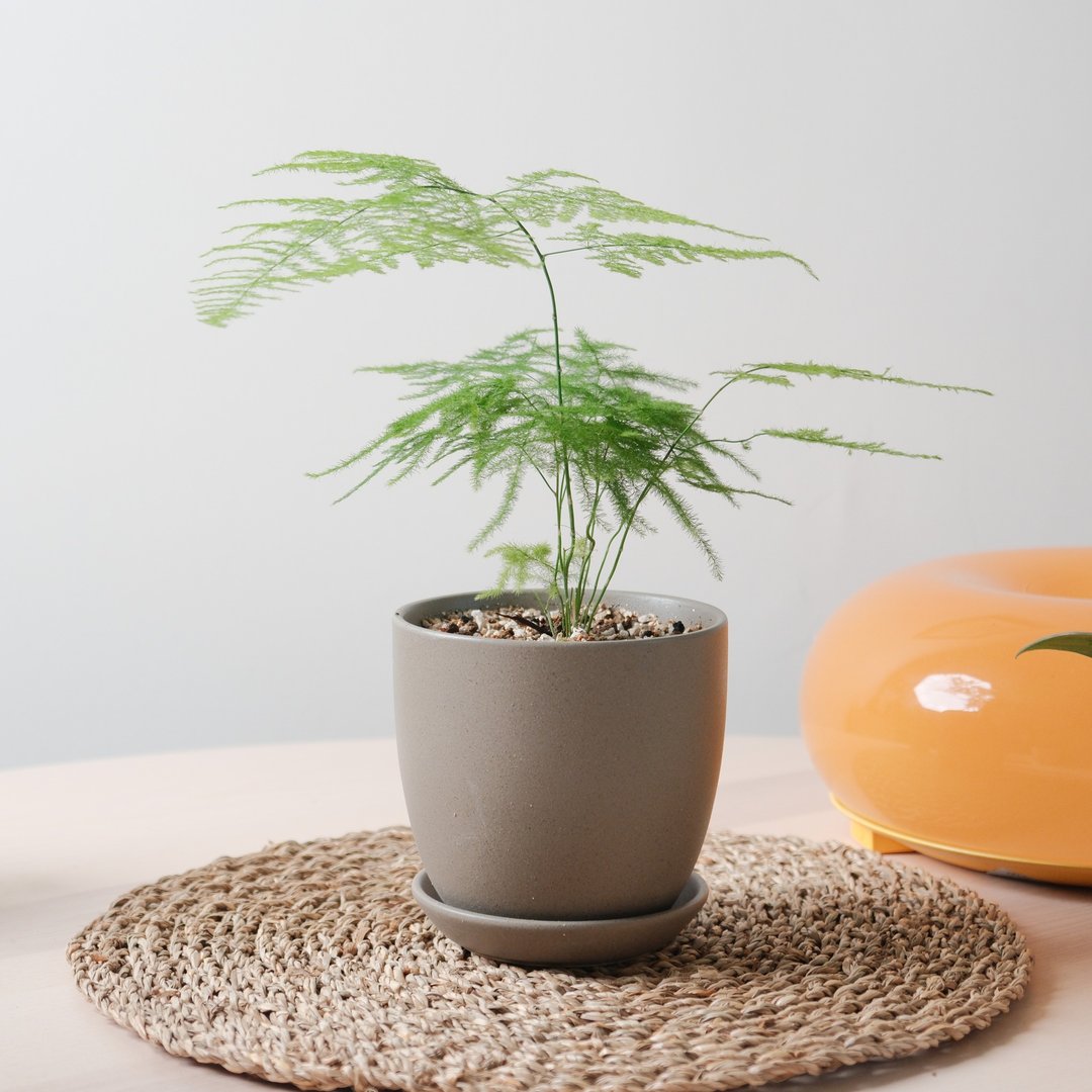 文竹 / 室内植物 - 植栽/盆栽 - 植物．花 