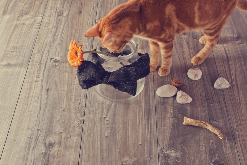 Playground_黑色绒布大蝴蝶结头带 - 发饰 - 棉．麻 黑色