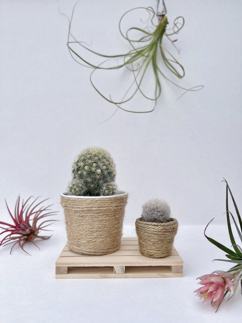 【 新手友好 】迷你仙人掌set with diy planter - 植栽/盆栽 - 植物．花 