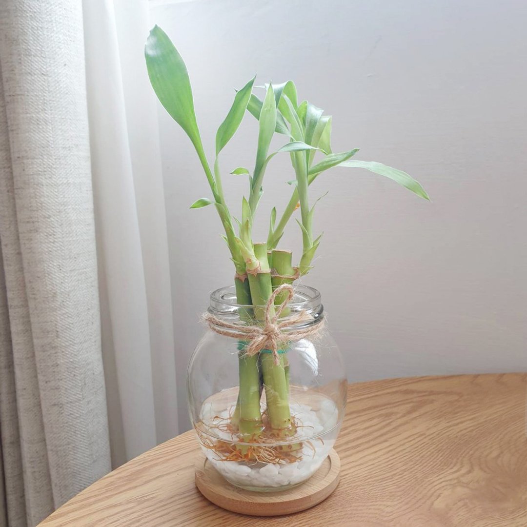 开运竹 水耕植物 - 植栽/盆栽 - 玻璃 透明