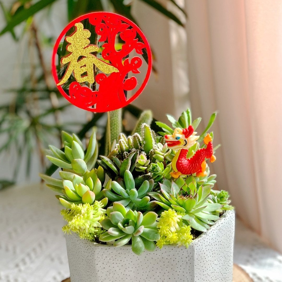 【新年/开幕首选】水泥多肉组盆-六边形(新年款).新居落成.升官 - 植栽/盆栽 - 植物．花 绿色