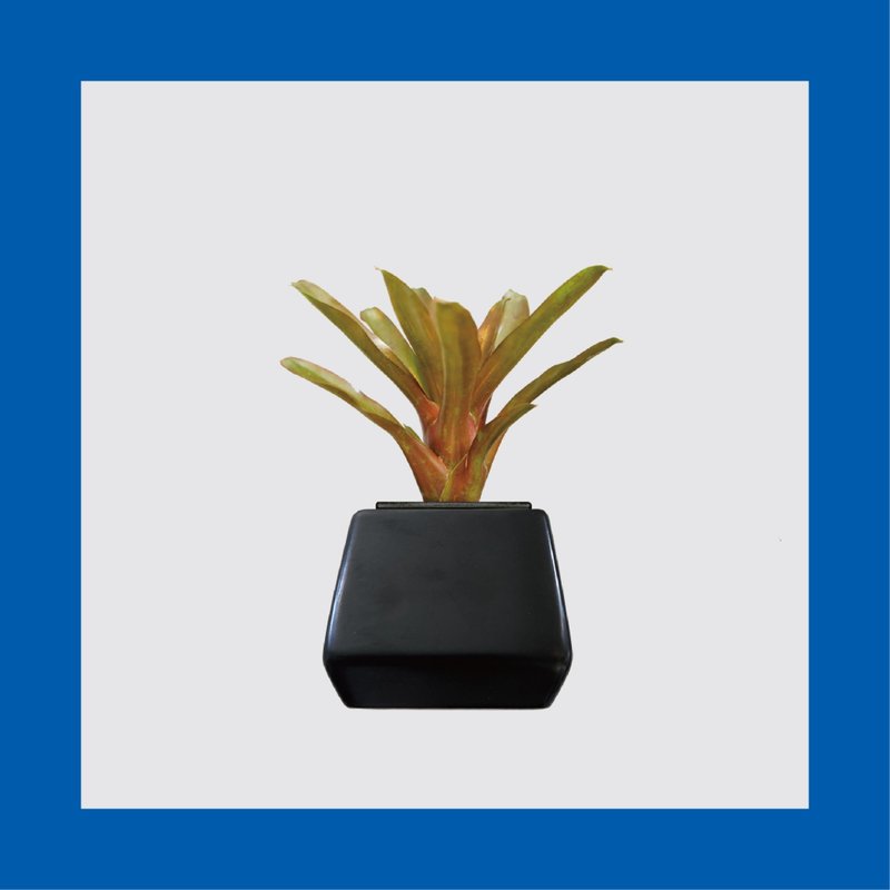 │ 方盆系列 │ 积水凤梨 - 水耕盆栽 陶瓷盆器 风水招财 - 植栽/盆栽 - 植物．花 白色