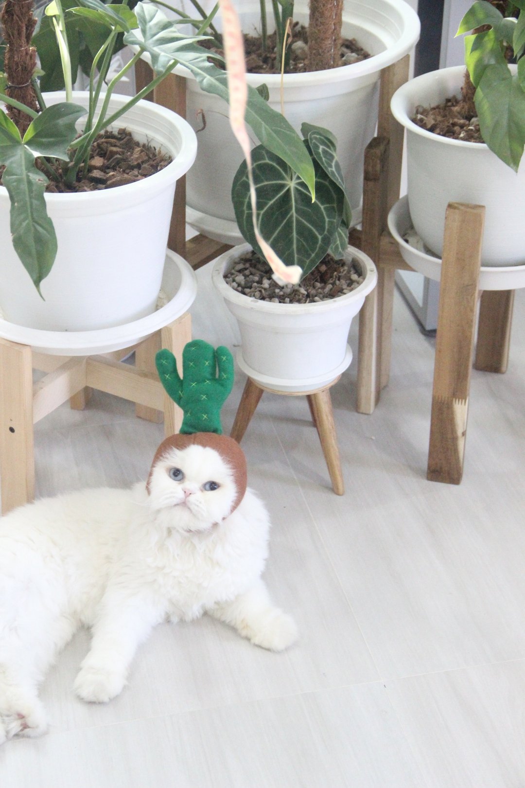 Saguaro Cactus | Pet Costumes - 衣/帽 - 其他材质 
