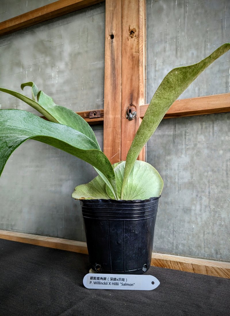 银鲑鹿角蕨Platycerium 'silver salmon'(深绿X爪哇) - 植栽/盆栽 - 植物．花 绿色