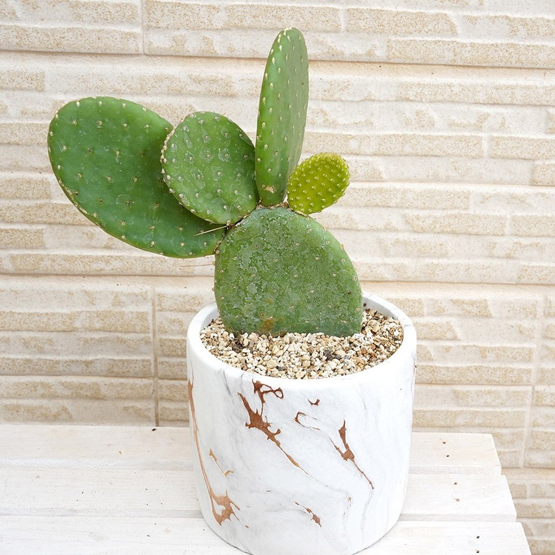 【竒植花物】米邦塔仙人掌大理石盆栽 仙人掌盆栽 开店贺礼 - 植栽/盆栽 - 植物．花 