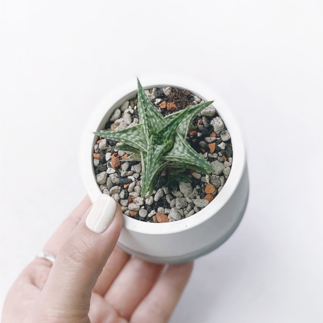 墨黑系列 | 第可芦荟 圆形水泥多肉植栽 - 植栽/盆栽 - 植物．花 黑色