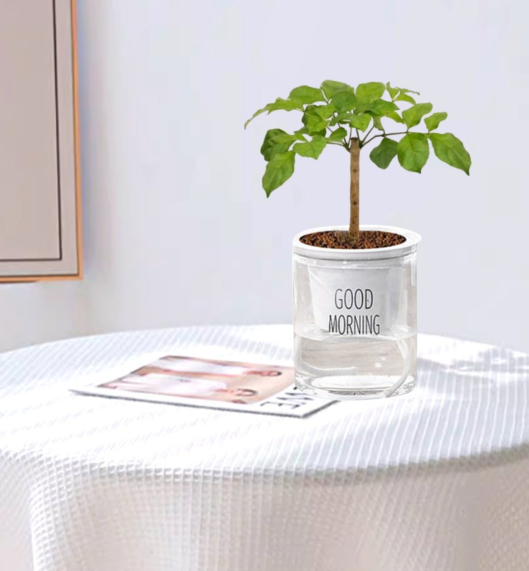 植栽 室内盆栽 进财树 - 植栽/盆栽 - 塑料 多色