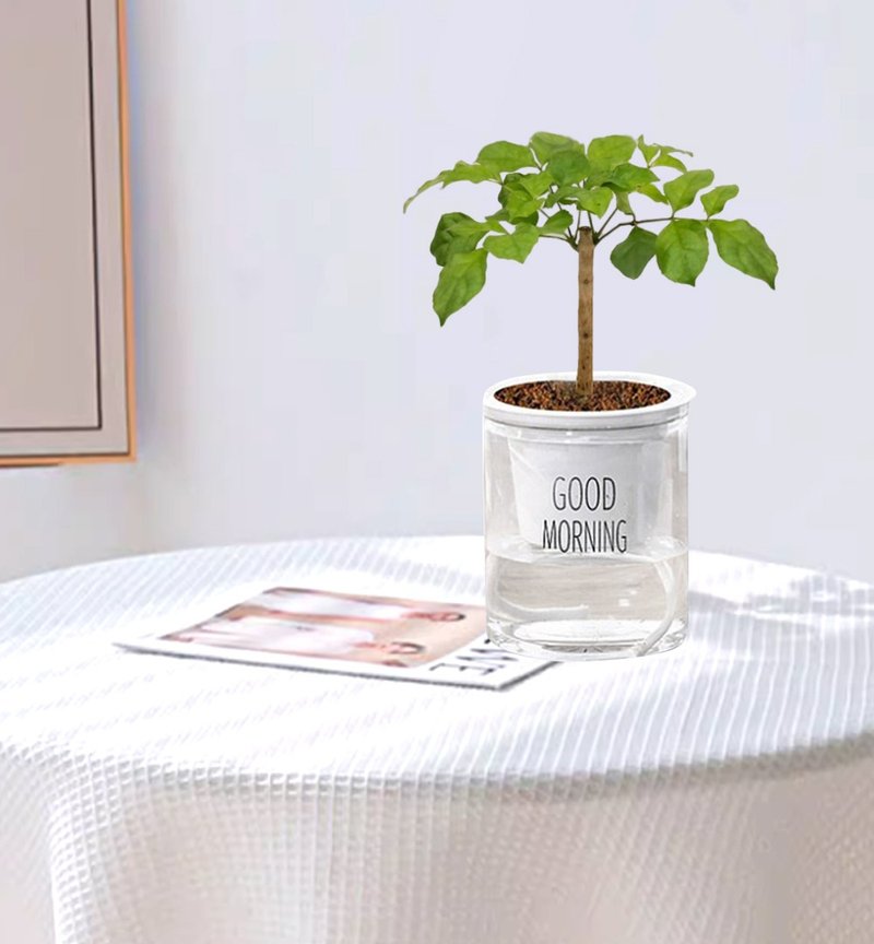 植栽 室内盆栽 进财树 - 植栽/盆栽 - 塑料 多色